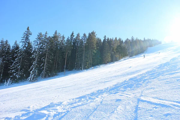 Skidanläggning Med Tallskog Solig Blå Dag — Stockfoto