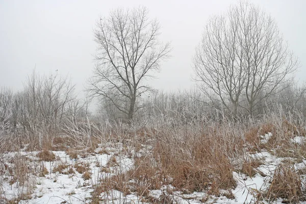 Kahle Bäume Und Sträucher Winter Mit Schnee Stadtrand — Stockfoto