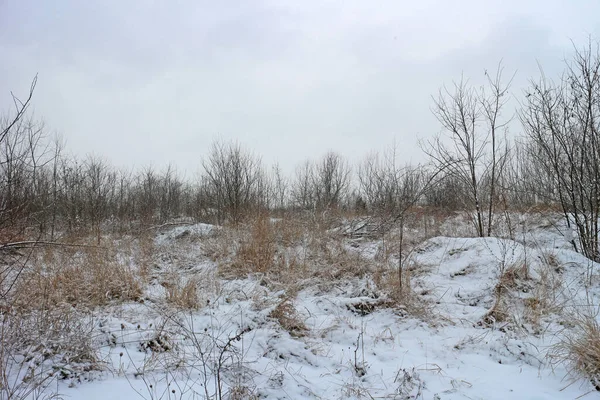 Bare Bomen Struiken Winter Met Sneeuw Aan Rand Van Een — Stockfoto