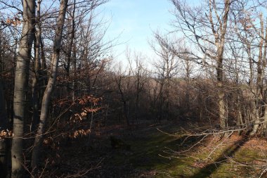 The forest with bare trees with shades from sunset.