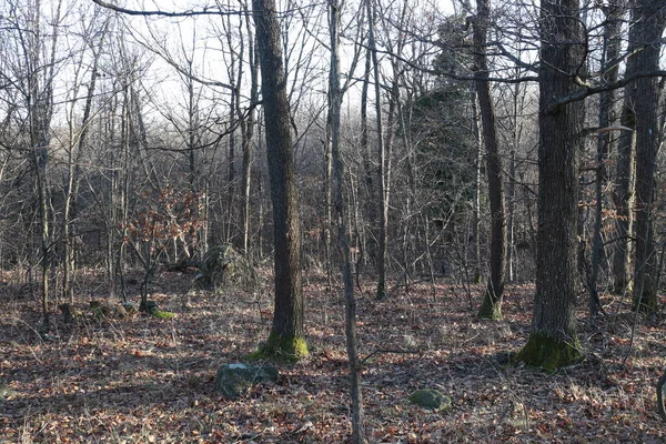 Forêt Avec Des Arbres Nus Avec Des Ombres Coucher Soleil — Photo