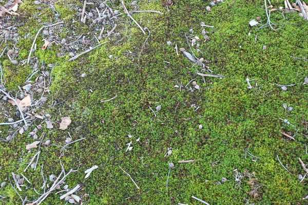 Πράσινο Γρασίδι Του Χειμώνα Στο Δάσος — Φωτογραφία Αρχείου