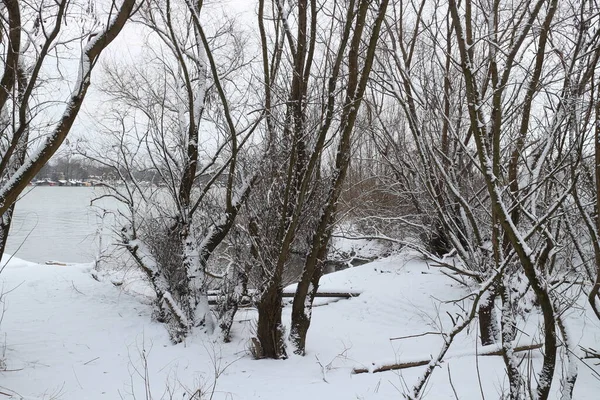 Besneeuwde Bomen Struiken Wintergrijze Lucht — Stockfoto