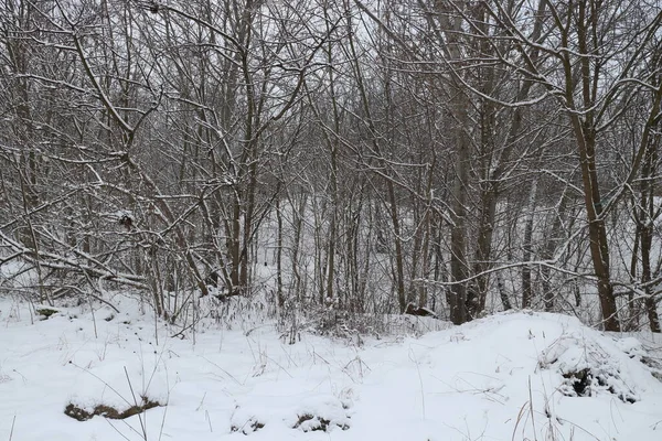 눈덮인 나무와 겨울의 — 스톡 사진
