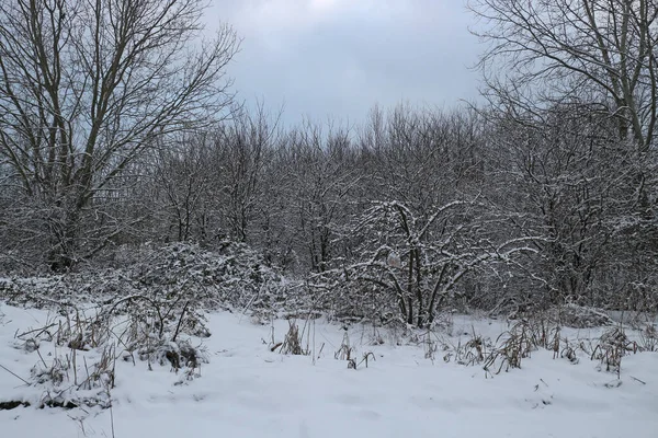Besneeuwde Bomen Struiken Wintergrijze Lucht — Stockfoto