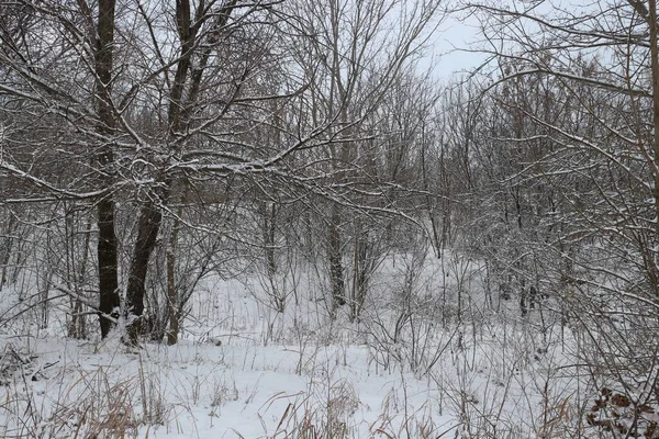 눈덮인 나무와 겨울의 — 스톡 사진