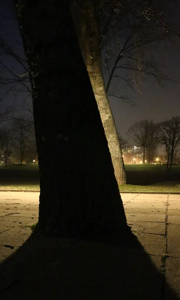 Νυχτερινά Φώτα Ένα Πάρκο Και Μεγάλα Δέντρα — Φωτογραφία Αρχείου