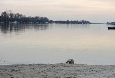 Baharın başında nehir kıyısında bir sahil.