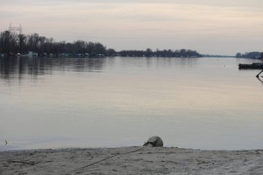 Baharın başında nehir kıyısında bir sahil.