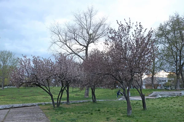 Árboles Principios Primavera Parque — Foto de Stock