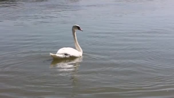 Cigno Che Nuota Nell Acqua Scura Una Giornata Ventosa — Video Stock