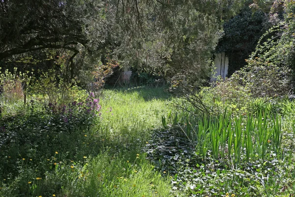 Terk edilmiş, sarmaşıklı yeşil bahçe. 