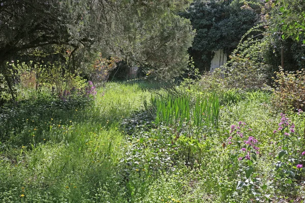Terk edilmiş, sarmaşıklı yeşil bahçe. 