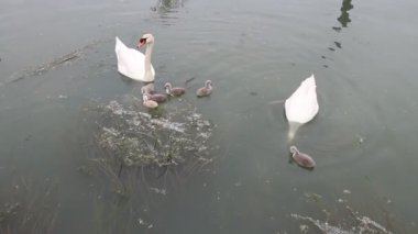 Nehirde yavru kuşları olan kuğu ailesi..