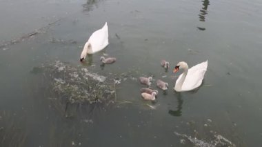 Nehirde yavru kuşları olan kuğu ailesi..