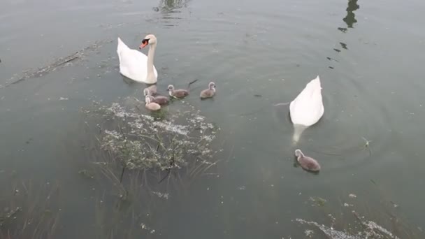 Svanar Med Fågelungar Flod — Stockvideo