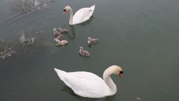 Family Swans Baby Birds River — Wideo stockowe