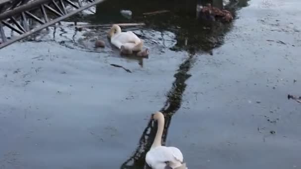 Семья Лебедей Птенцами Реке — стоковое видео