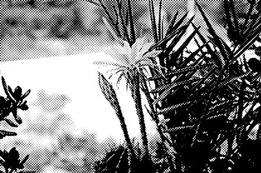 Bir terasta kaktüs (Echinopsis eyresii) çiçeği. Noktalı yarı ton.