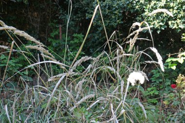 Terk edilmiş, sarmaşıklı yeşil bahçe.. 