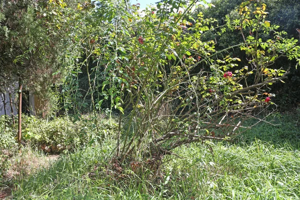 Verlassener Grüner Garten Mit Efeu — Stockfoto