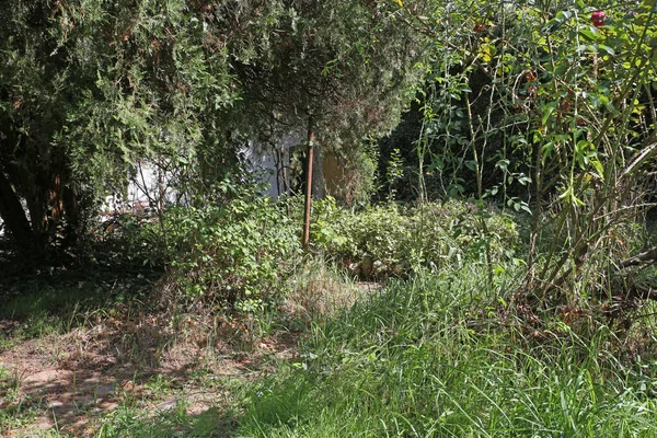 Abandoned Overgrown Green Garden Ivy — Stock Photo, Image