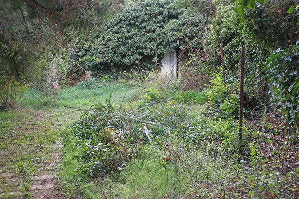 Jardín Verde Abandonado Cubierto Hiedra — Foto de Stock