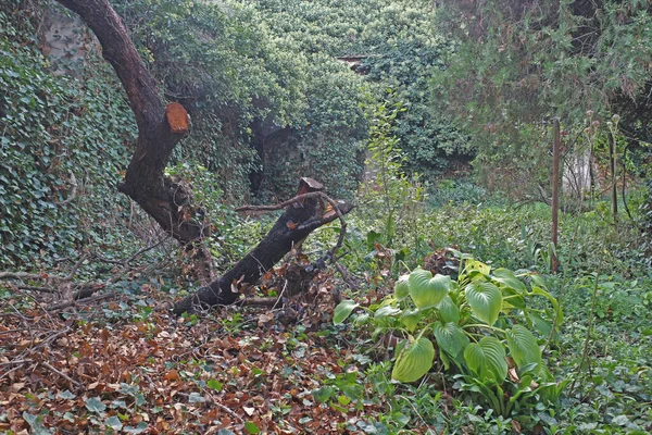 Ditinggalkan Taman Hijau Ditumbuhi Dengan Ivy — Stok Foto