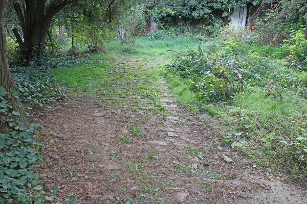 Verlaten Begroeide Groene Tuin Met Klimop — Stockfoto