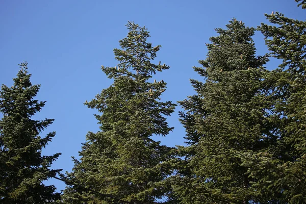 Yazın Ormanda Yeşil Çam Ağaçları — Stok fotoğraf
