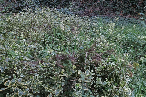 Заброшенный Заросший Зеленью Сад Плющом — стоковое фото