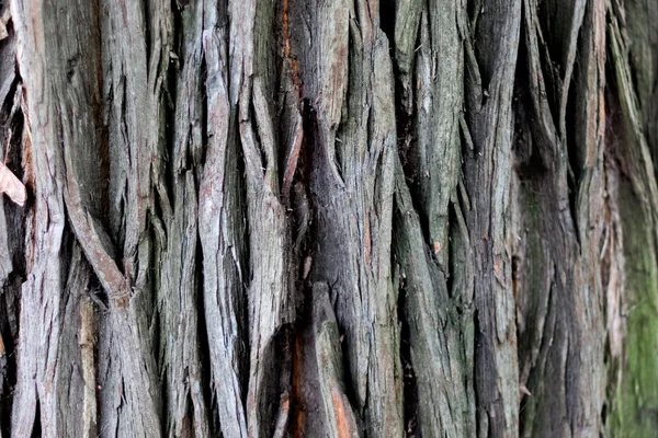 Древесина — стоковое фото