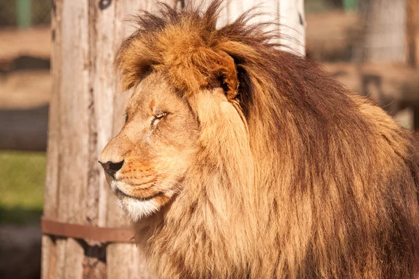 León disfrutar en el día soleado — Foto de Stock