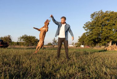 Amerikan zorba köpeği ve insan yoldaşı güzel bir günde kırsalda birlikte vakit geçiriyorlar, köpek ve insan kavramı.