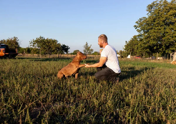 Anjing Amerika Pengganggu Memberikan Cakar Kepada Pemiliknya Saat Mereka Bermain — Stok Foto