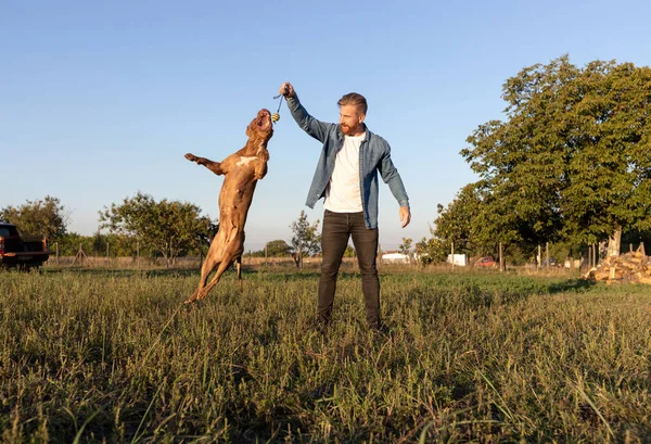 Amerika Anjing Pengganggu Dan Teman Manusia Menghabiskan Waktu Bersama Sama — Stok Foto