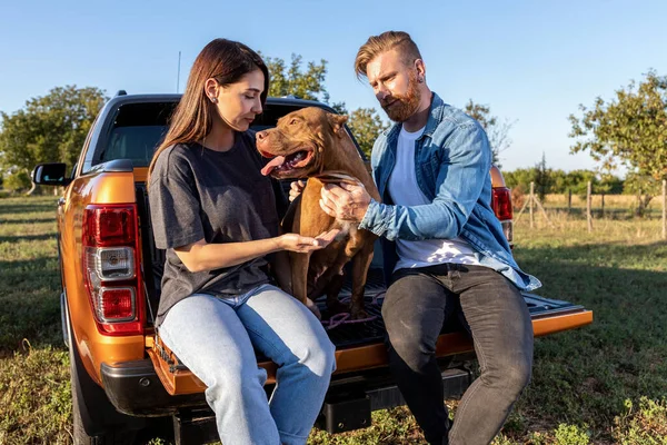 Jovem Casal Com Seu Cão Valentão Americano Sentado Parte Trás Fotografia De Stock