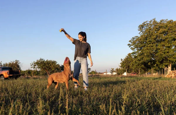 Gadis Cantik Bermain Dengan Anjing Pembully Amerika Nya Lapangan Terbuka — Stok Foto