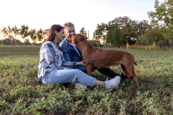 Sahada Oturan Aşık Bir Çift Güvenilir Köpek Kabadayı Arkadaşlarıyla Birlikte — Stok fotoğraf