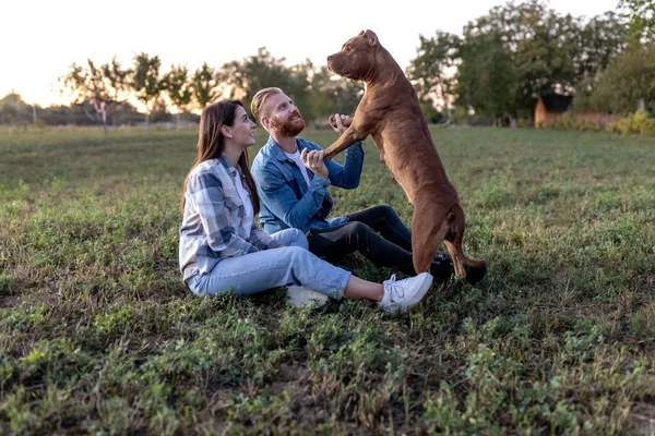 Pasangan Muda Bermain Dengan Anjing Pengganggu Amerika Mereka Sambil Duduk — Stok Foto