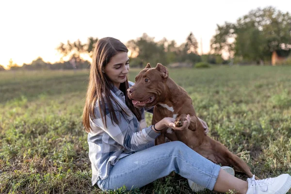 Iyi Arkadaşlar Açık Çimlerde Oynarlar Amerikalı Zorba Köpek Genç Bir — Stok fotoğraf