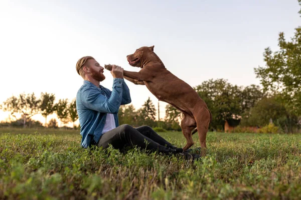 草のフィールドで遊んで親友 いじめ犬と永続的な友情の概念を形成する若い男 ストック写真