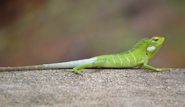 Agama lagarto verde, esperando a parede — Fotografia de Stock