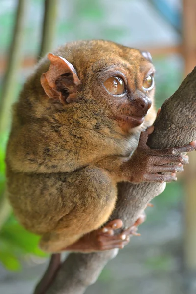 Filippinska tarsier på en gren — Stockfoto