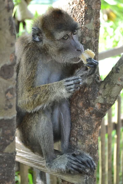 Mono macaco sentado en un árbol y come —  Fotos de Stock