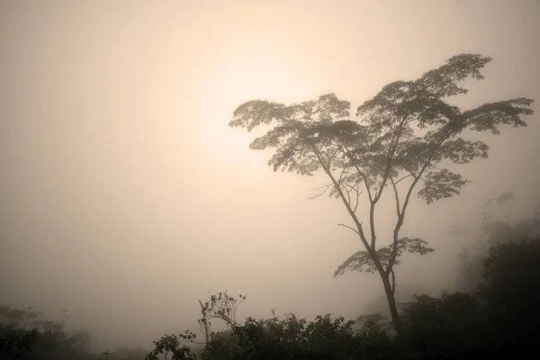 Trópusi Ködben Sziluett Egy Bokrok Egy Nedves Környezetben Háttérben Ragyogó — Stock Fotó