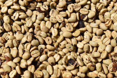 Taze kahve çekirdekleri, kızarmadan önce, doğal arka planda yakın plan.