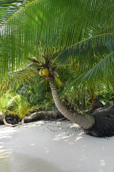 Wild Tropical Beach Coconut Trees Other Vegetation White Sand Beach — Stock Photo, Image