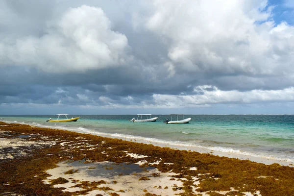 Costa Antes Tormenta Nubes Oscuras Cielo Playa Arena Llena Algas —  Fotos de Stock