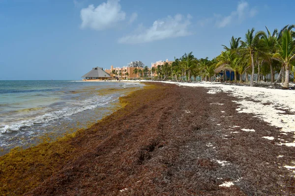 Φύκια Ξεβρασμένα Αμμώδη Παραλία Playa Del Carmen Beach Yucatn Μεξικό — Φωτογραφία Αρχείου